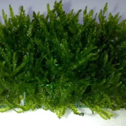 Flammenmoos Als Matte Ca. 80 X 50 Mm / Taxiphyllum Spec. Flame, Moos