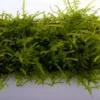 Trauermoos Als Matte 80 X 50 Mm / Vesicularia Ferriei Weeping Moss, Moos -Hobby Verkäufe 11277ST 1 1