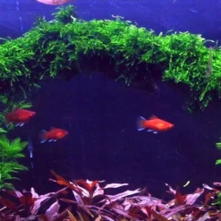 Trauermoos Als Matte 80 X 50 Mm / Vesicularia Ferriei Weeping Moss, Moos -Hobby Verkäufe 11277ST 1 2