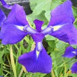 Japanische Garten-Schwertlilie / Iris Ensata Variegata Im 9x9 Cm Topf