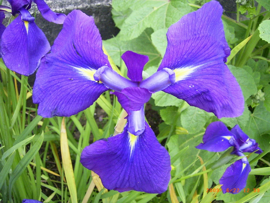 Japanische Garten-Schwertlilie / Iris Ensata Variegata Im 9x9 Cm Topf 3 Japanische Garten-Schwertlilie / Iris Ensata Variegata Im 9x9 Cm Topf