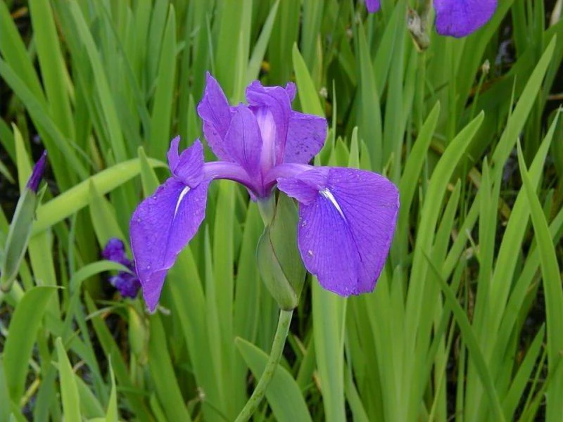 Asiatische Oder Glatte Sumpfschwertlilie / Iris Laevigata Im 9x9 Cm Topf 3 Asiatische Oder Glatte Sumpfschwertlilie / Iris Laevigata Im 9x9 Cm Topf