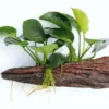 Wurzel+Saugnapf Mit Breitblättrigem Speerblatt / Anubias Barteri Auf Wurzel+Sauger 1 Wurzel+Saugnapf Mit Breitblättrigem Speerblatt / Anubias Barteri Auf Wurzel+Sauger -Hobby Verkäufe 114DE 1 2