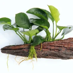 Wurzel+Saugnapf Mit Breitblättrigem Speerblatt / Anubias Barteri Auf Wurzel+Sauger