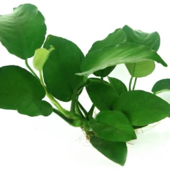 Wurzel+Saugnapf Mit Breitblättrigem Speerblatt / Anubias Barteri Auf Wurzel+Sauger 7 Wurzel+Saugnapf Mit Breitblättrigem Speerblatt / Anubias Barteri Auf Wurzel+Sauger -Hobby Verkäufe 114DE 1 6