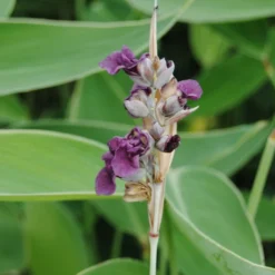 Wasser-Canna - Maranthe / Thalia Dealbata Im 9x9 Cm Topf -Hobby Verkäufe 1164AA 1 2
