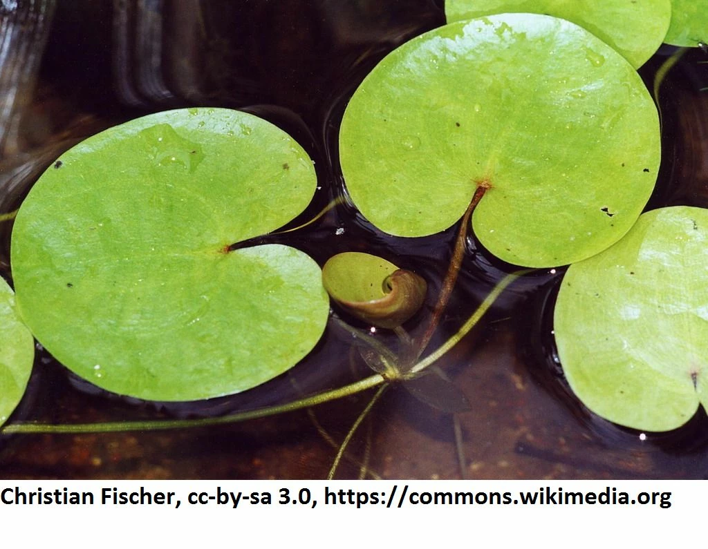 Europäischer Froschbiss / Hydrocharis Morsus-ranae 3 Europäischer Froschbiss / Hydrocharis Morsus-ranae