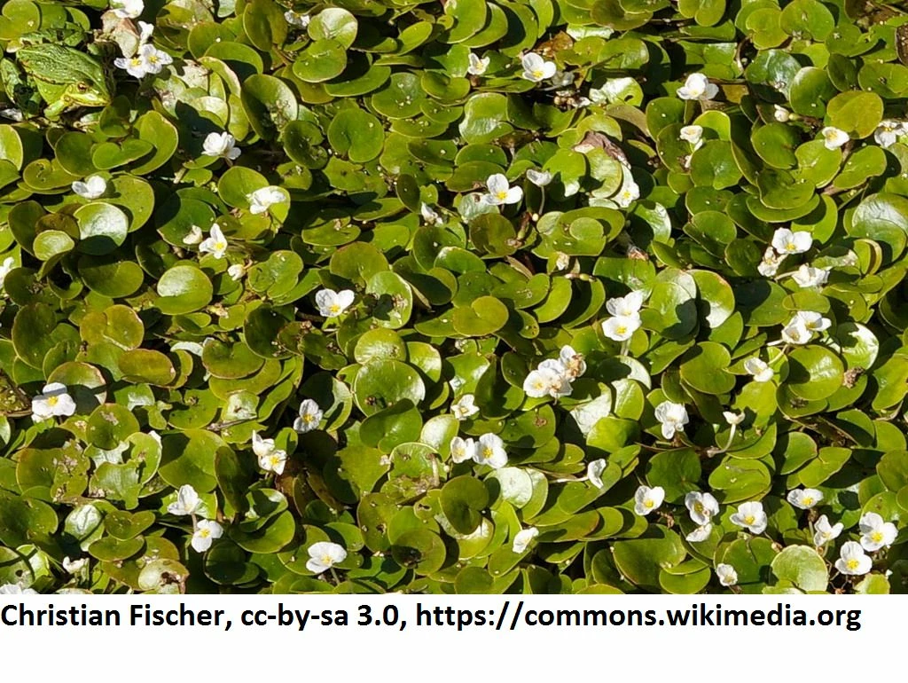 Europäischer Froschbiss / Hydrocharis Morsus-ranae 4 Europäischer Froschbiss / Hydrocharis Morsus-ranae – Bild 2