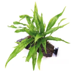 Wurzel+Saugnapf Mit Javafarn / Microsorum Pteropus Auf Wurzel+Sauger