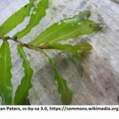Krauses Laichkraut / Potamogeton Crispus Im 9x9 Cm Topf -Hobby Verkäufe 1188AA 1 2