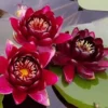 Weinrote Seerose / Nymphaea "Black Princess" *Rarität* 1 Weinrote Seerose / Nymphaea "Black Princess" *Rarität* -Hobby Verkäufe 1197wf 1
