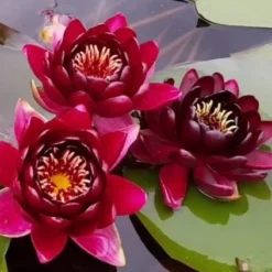 Weinrote Seerose / Nymphaea "Black Princess" *Rarität*