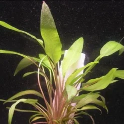 XL In-Vitro Gewellter Wasserkelch / Cryptocoryne Undulata