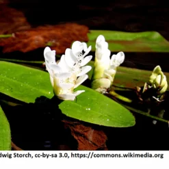 Afrikanische Wasserähre / Aponogeton Distachyos Im 9x9 Cm Topf