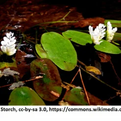 Afrikanische Wasserähre / Aponogeton Distachyos Im 9x9 Cm Topf -Hobby Verkäufe 1225AA 1 4 scaled