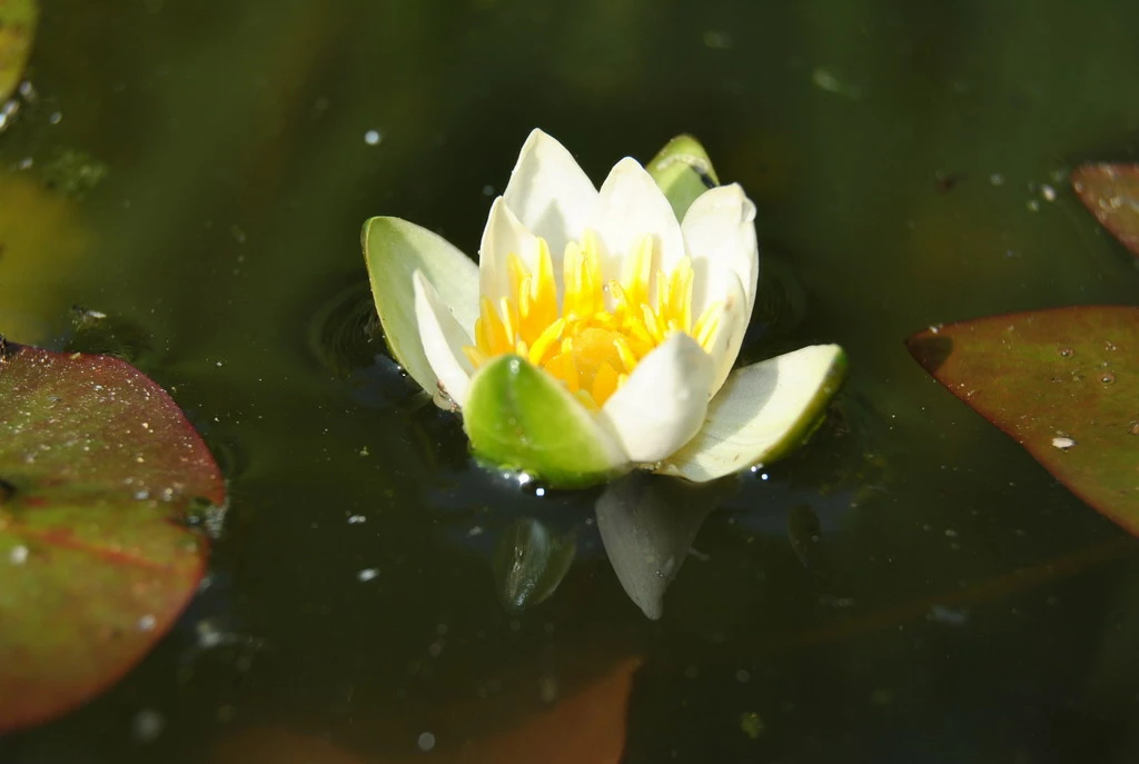 Weiße Zwerg-Seerose / Nymphaea Pygmaea Alba (tetragona) Miniseerose Im 9x9 Cm Topf 3 Weiße Zwerg-Seerose / Nymphaea Pygmaea Alba (tetragona) Miniseerose Im 9x9 Cm Topf