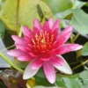 Rote Zwerg-Seerose / Nymphaea Pygmaea ´Rubra´ Miniseerose Im 9x9 Cm Topf -Hobby Verkäufe 1240AA 1 1
