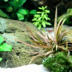 Weißblühender Wasserkelch / Cryptocoryne Albida 'Brown' -Hobby Verkäufe 126B T 1 6