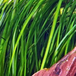 Marmorierte Wasserschraube / Vallisneria Spiralis 'Tiger'