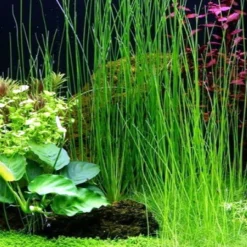 Riesen-Nadelsimse / Eleocharis Montevidensis, Eleocharis Sp. "Xingu"