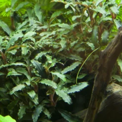 NEUHEIT Bucephalandra Sp. 'Red' Im Topf ***RARITÄT*** -Hobby Verkäufe 139A T 1 4