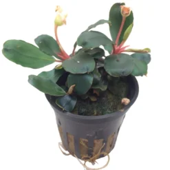 NEUHEIT Bucephalandra Sp. 'Red' Im Topf ***RARITÄT*** -Hobby Verkäufe 139A T 1 6