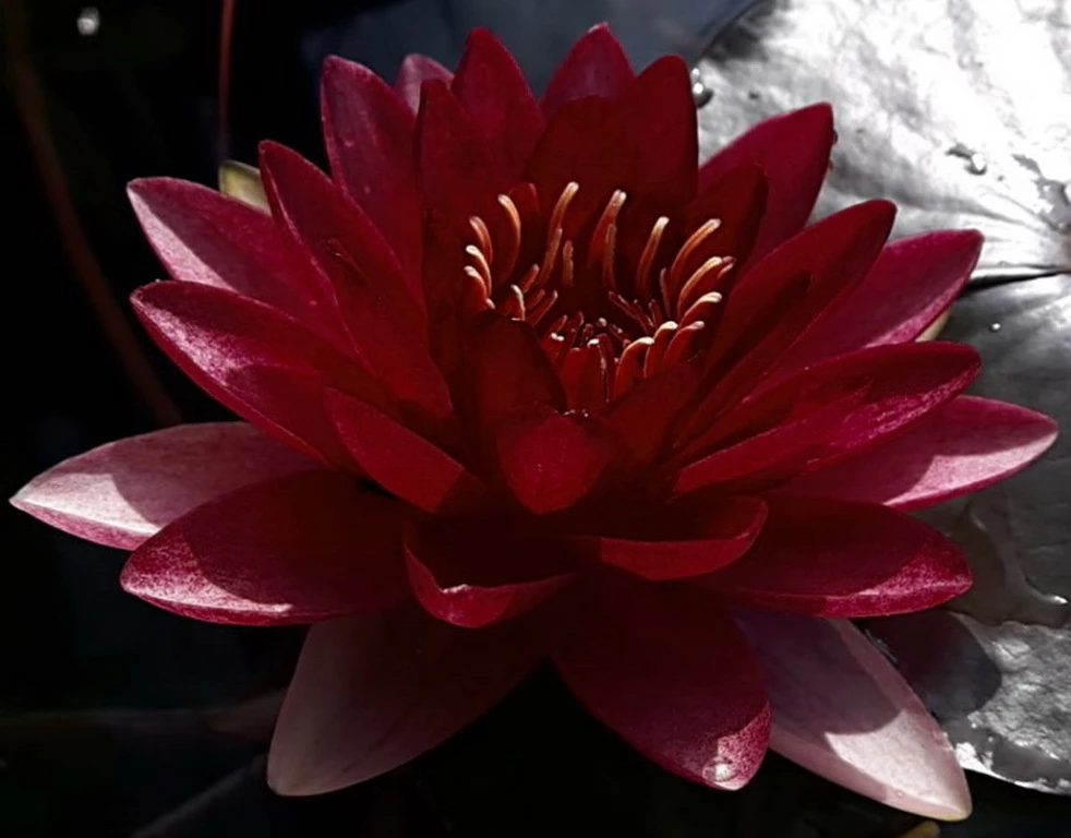 Dunkel Kirschrote Seerose / Nymphaea "Perry's Almost Black" *TOP-Rarität* 3 Dunkel Kirschrote Seerose / Nymphaea "Perry's Almost Black" *TOP-Rarität*
