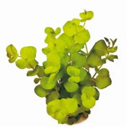 Goldenes Pfennigkraut / Lysimachia Nummularia Auera Im Topf