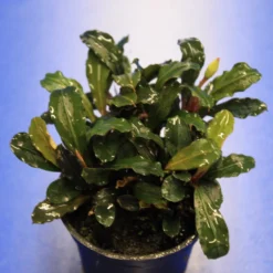 Rote Mini Bucephalandra Sp. 'Lamandau Mini Red' ***RARITÄT***