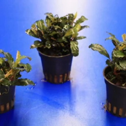 Rote Mini Bucephalandra Sp. 'Lamandau Mini Red' ***RARITÄT*** -Hobby Verkäufe 1517BL 1 4