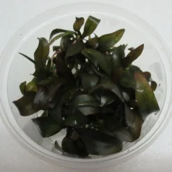 XL In-Vitro "Hot Pepper" Schwertpflanze / Echinodorus "Hot Pepper"