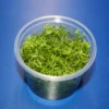 In-Vitro Nanjenshan-Rotala / Rotala Sp. 'Nanjenshan' 1 In-Vitro Nanjenshan-Rotala / Rotala Sp. 'Nanjenshan' -Hobby Verkäufe 1610DZ 1 1