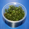 In-Vitro Rotala Sp. "Vietnam" -Hobby Verkäufe 1620DZ 1 1