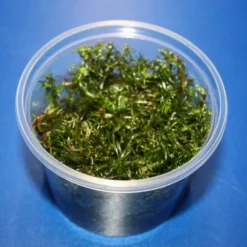 In-Vitro Rotala Sp. "Vietnam"