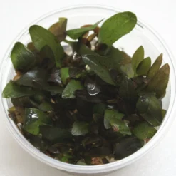 XL In-Vitro Paul Klöckner Schwertpflanze / Echinodorus Paul Kloeckner