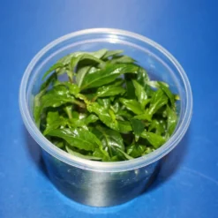 In-Vitro Staurogyne Spec. 'Porto Velho'