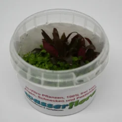 In-Vitro Duo-Becher Mini-Papageienblatt & Monte-Carlo Zwergperlkraut -Hobby Verkäufe 1690DZ 1 4 scaled