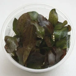 XL In-Vitro Rot Geflammte Schwertpflanze / Echinodorus Red Flame