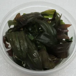 XL In-Vitro Rubinrote Schwertpflanze / Echinodorus 'Rubin'