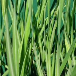 Gestreifter Rohrkolben / Typha Latifolia Variegata Im 9x9 Cm Topf