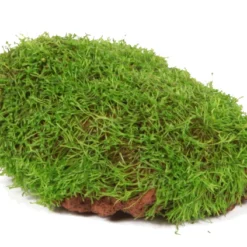 Lavastein Mit Teichlebermoos / Riccia Fluitans Auf Lavastein -Hobby Verkäufe 1YLS T 1 4