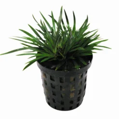 Zwergkalmus / Acorus Gramineus Pussilus - Pusiles