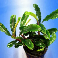 Bucephalandra Sp. 'Green Velvet' Im Topf ***RARITÄT***