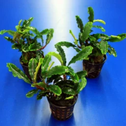 Titelseite -Hobby Verkäufe 2020257AD 1 4