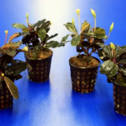 Bucephalandra 'Theia Green Blue' Im Topf ***RARITÄT*** -Hobby Verkäufe 2020259AD 1 6