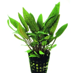 Möhlmanns Wasserkelch / Cryptocoryne Moehlmannii