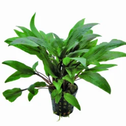 Kasselmanns Wasserkelch / Cryptocoryne Undulata Kasselmann