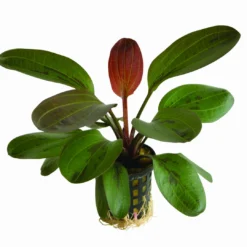 Rote Perle Schwertpflanze / Echinodorus "hadi Red Pearl"