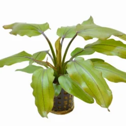 RED WILDGRAS Schwertpflanze / Echinodorus "Red Wild Gras"