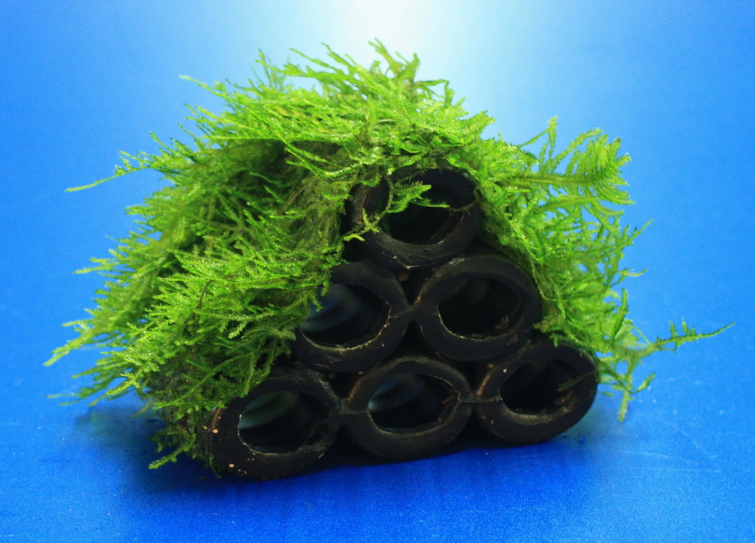 Garnelen Turm Mit Javamoos / Vesicularia Dubyana Bewachsen, Moos 3 Garnelen Turm Mit Javamoos / Vesicularia Dubyana Bewachsen, Moos